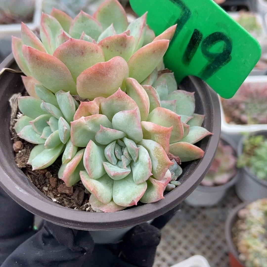 719泡泡纱多肉植物