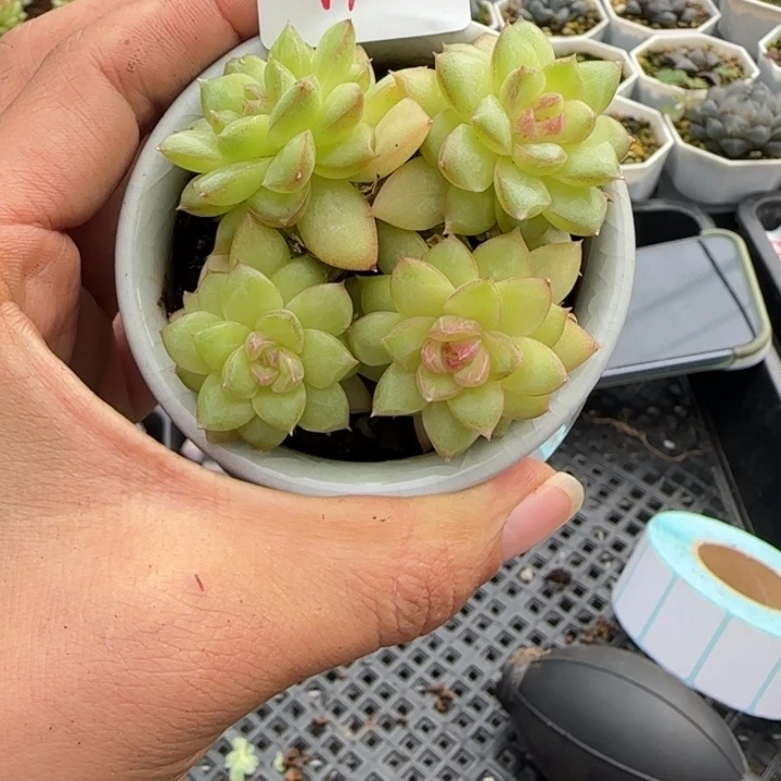 女王果冻脸满18包邮