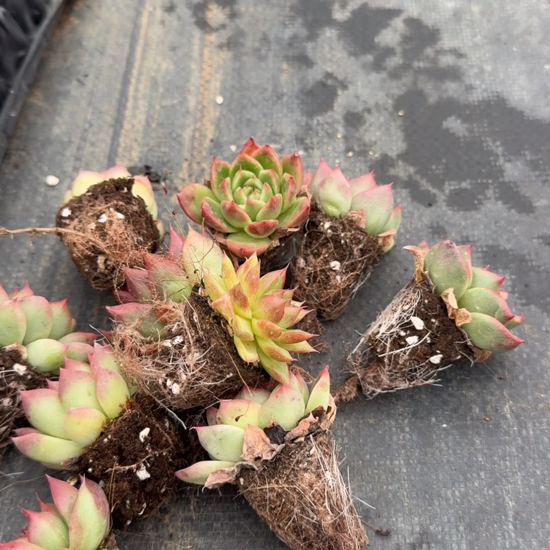 25/28红提麦秆十棵量拍