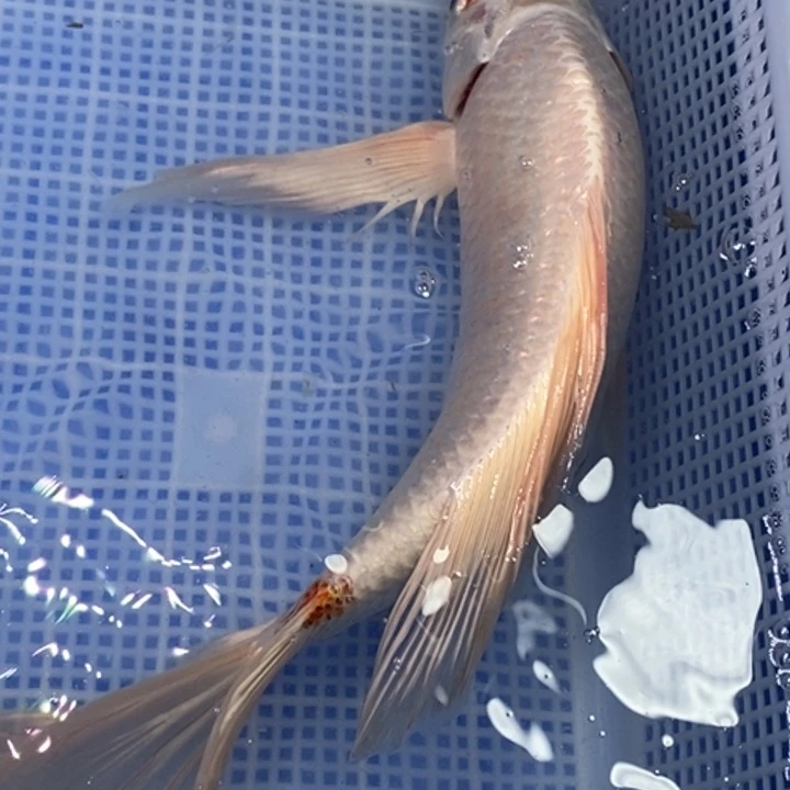 锦鲤锦鲤（无开箱视频不售后）