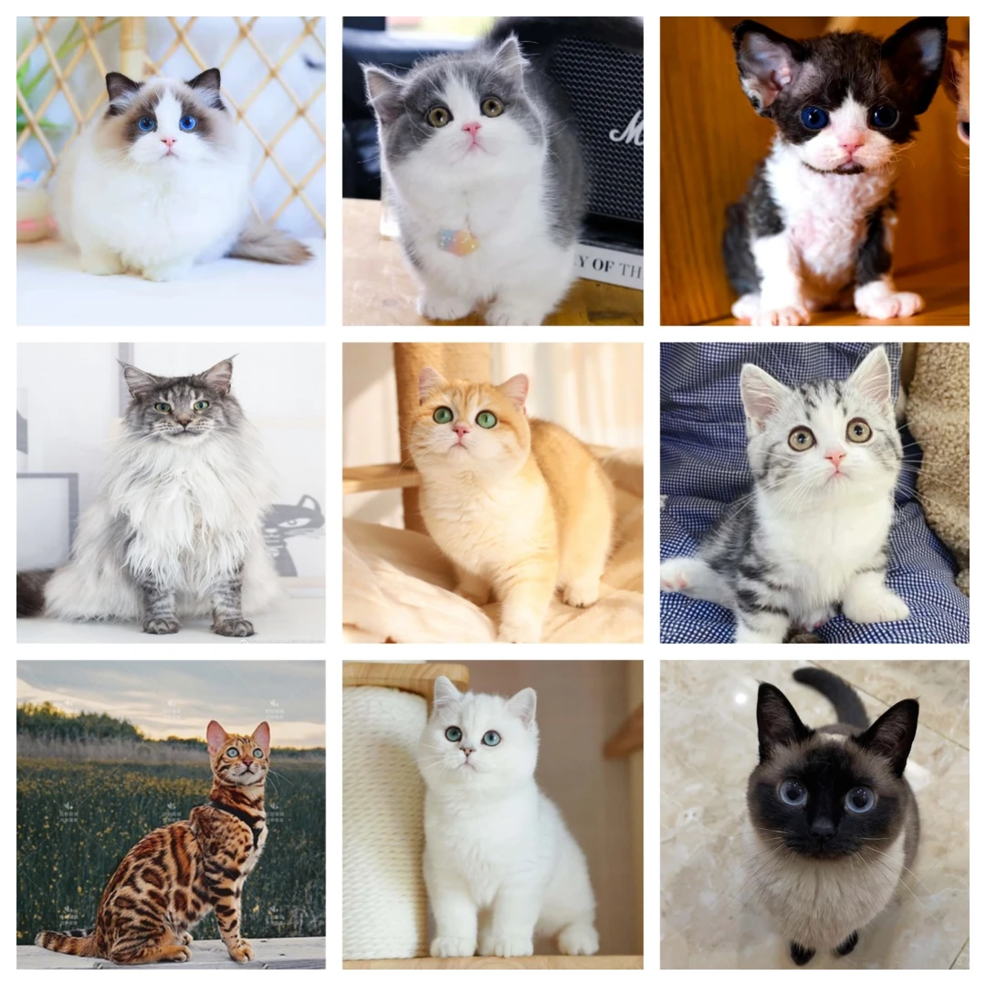 【诗熙猫咪全品种】金渐层猫 蓝猫 布偶猫 缅因猫 德文猫