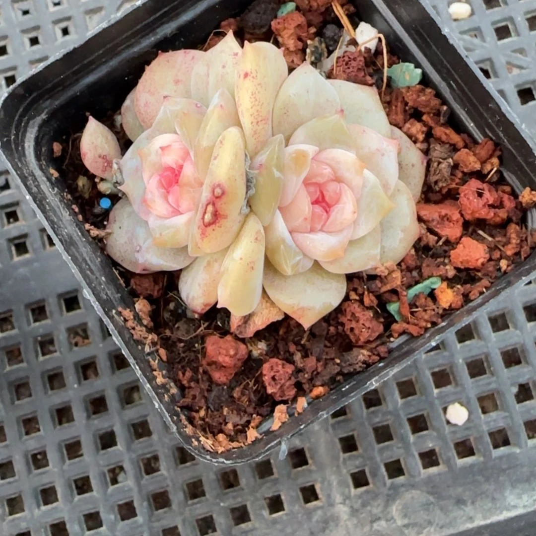 多肉小卡拉米糖心一物一拍