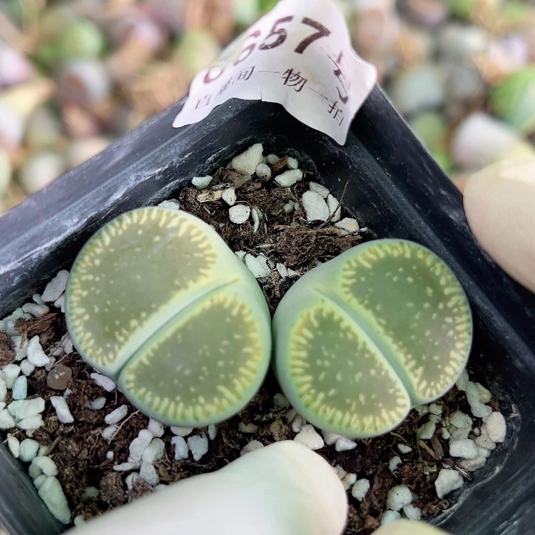8657 好养易活生石花大母本