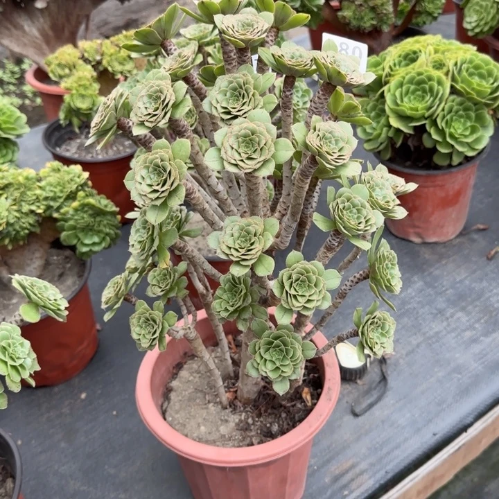 金***）多肉植物生长380号