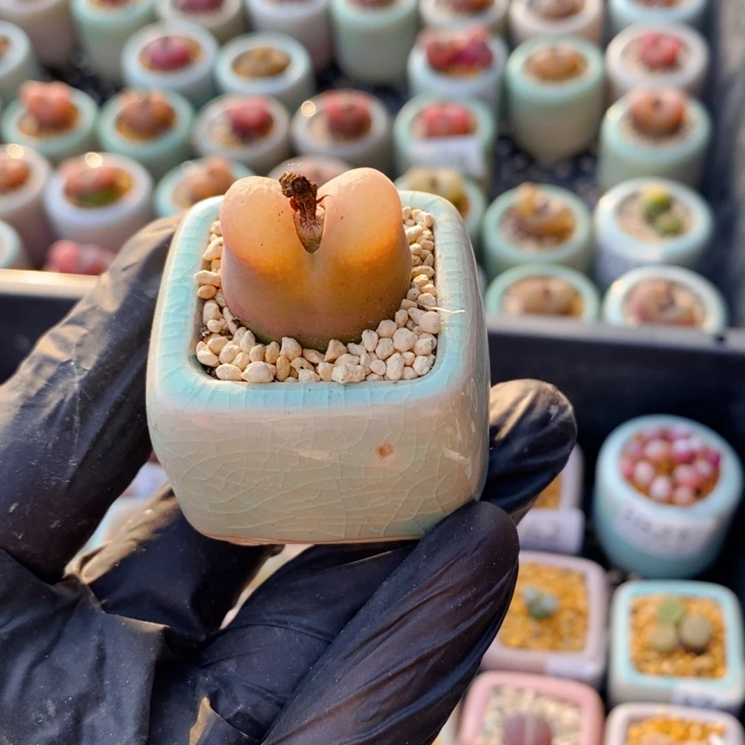 3824--一物一拍 带盆