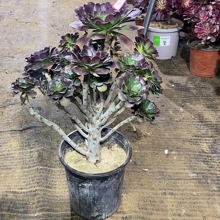 44，黑圆叶13568899900