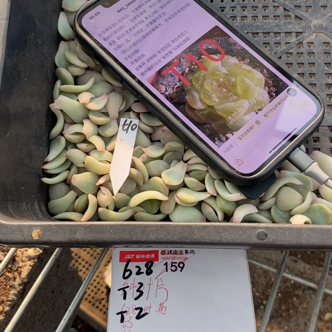 纯叶片甜心t10叶片一个