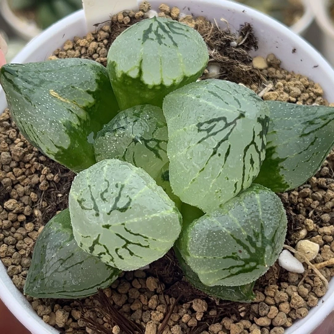 169巨大化虞美人十二卷多肉