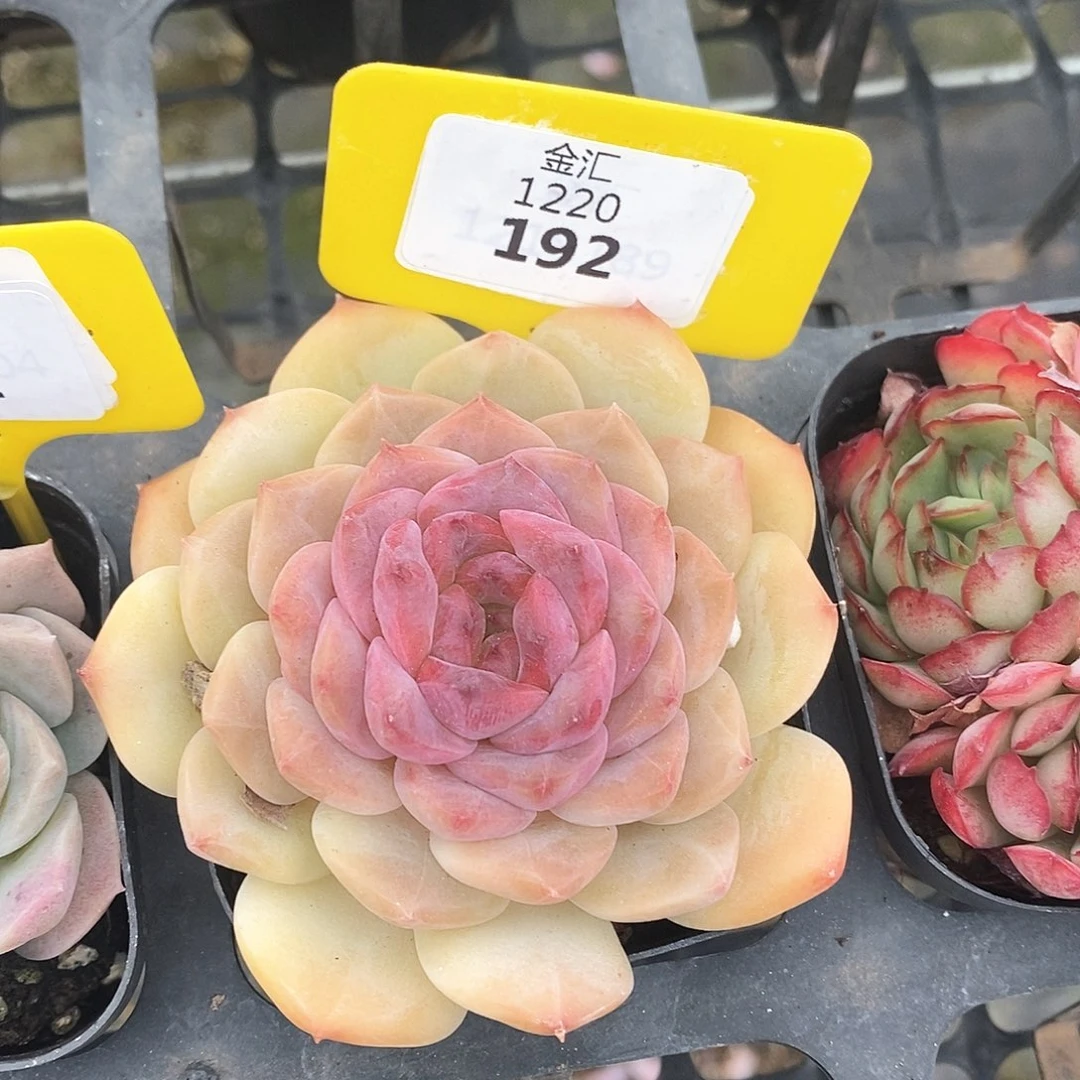 福利多多。1220192