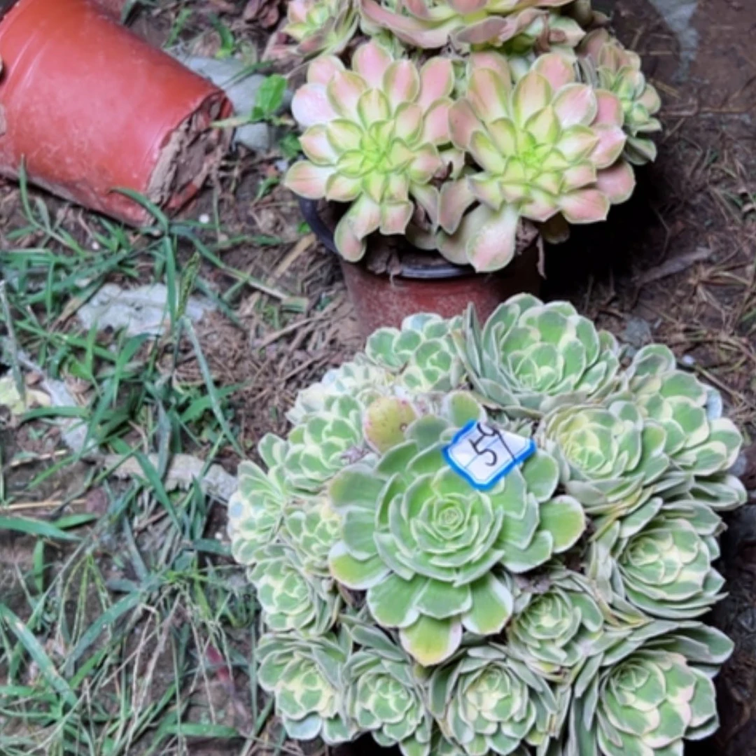 【闪购商品】断枝不包59