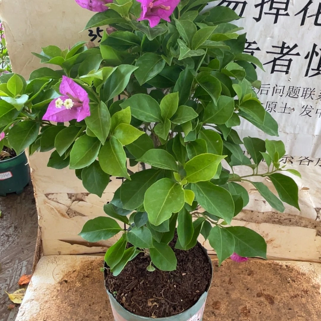 当前无花栽培后可以开花12h2
