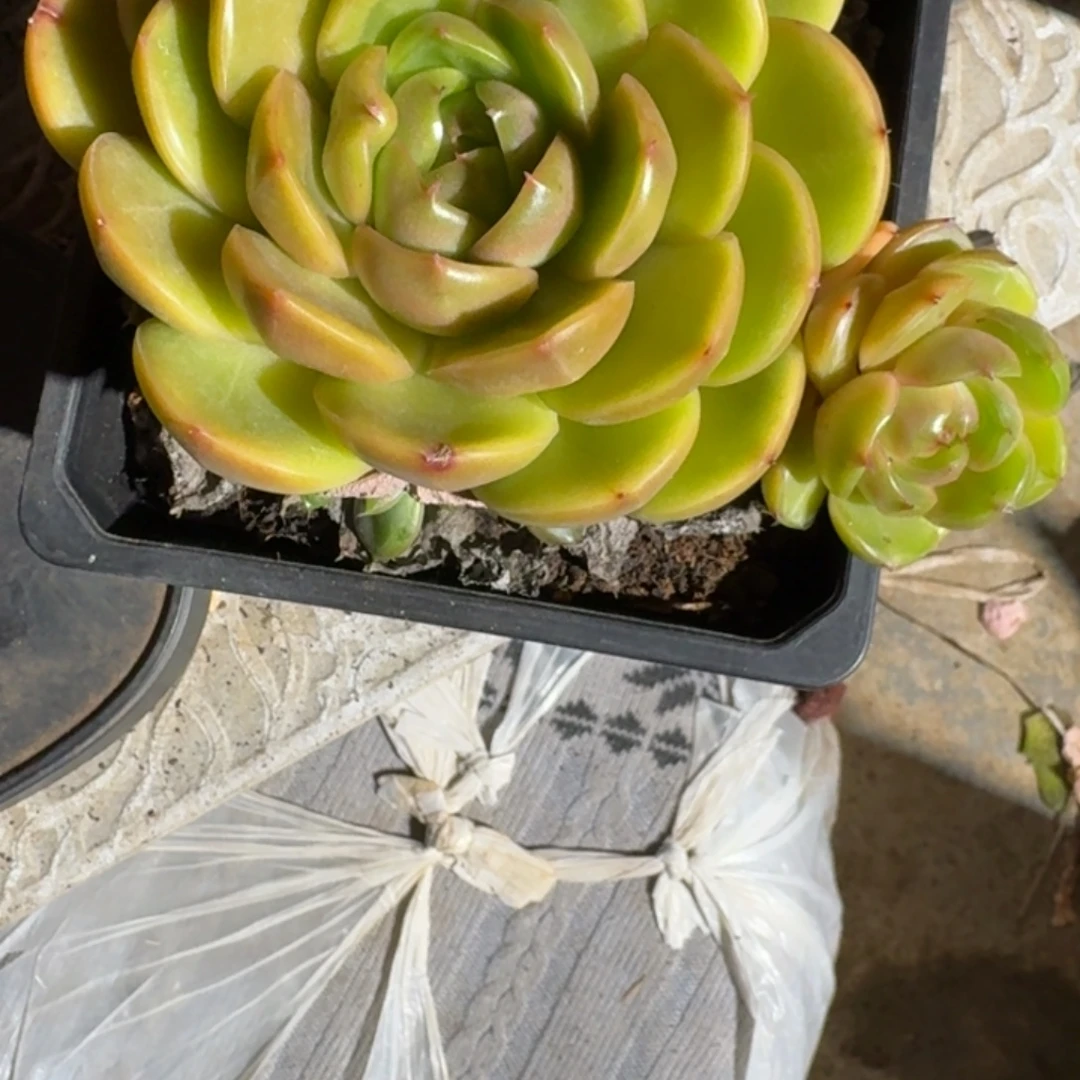 专拍链接多肉精品