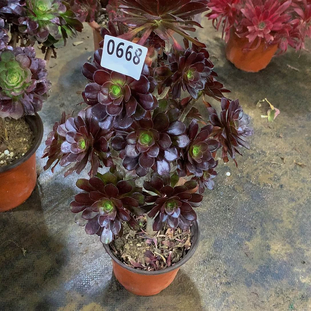 耳*小多肉黑法0668.0000000