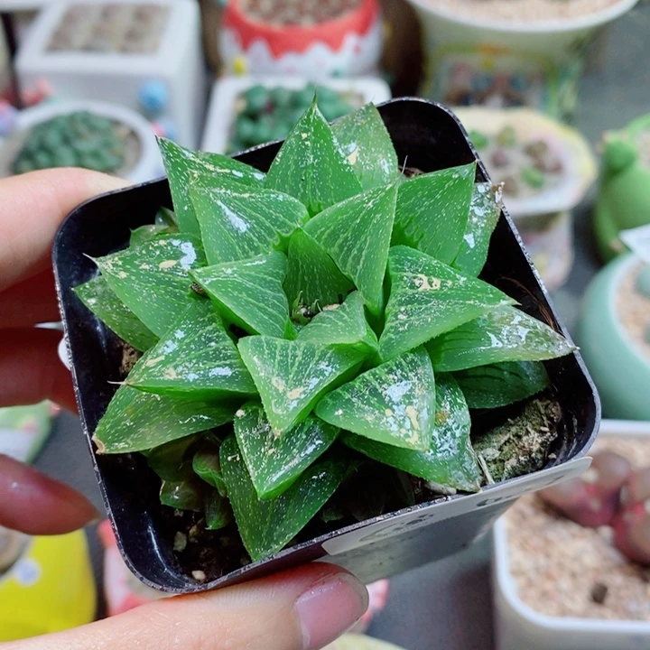 生石花花花花花花花637