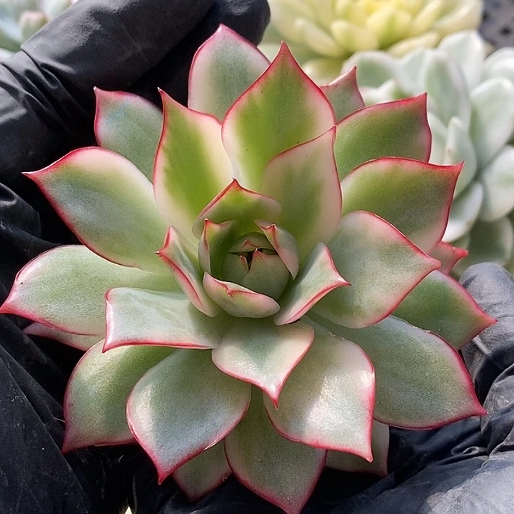红宝莲灯锦10厘米大多肉植物