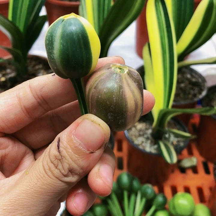 【闪购商品】完全开放商****划