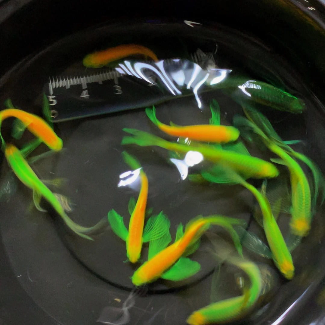 斑马鱼蝶翼斑马混搭12条（3-4.5厘米）