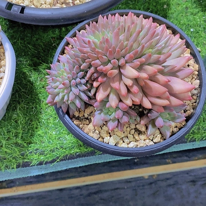 ****生香草多肉植物老桩