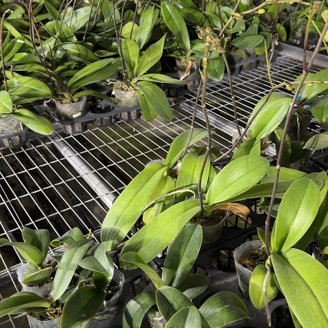 ****峰当前无花朵，栽培后可花朵卡特兰