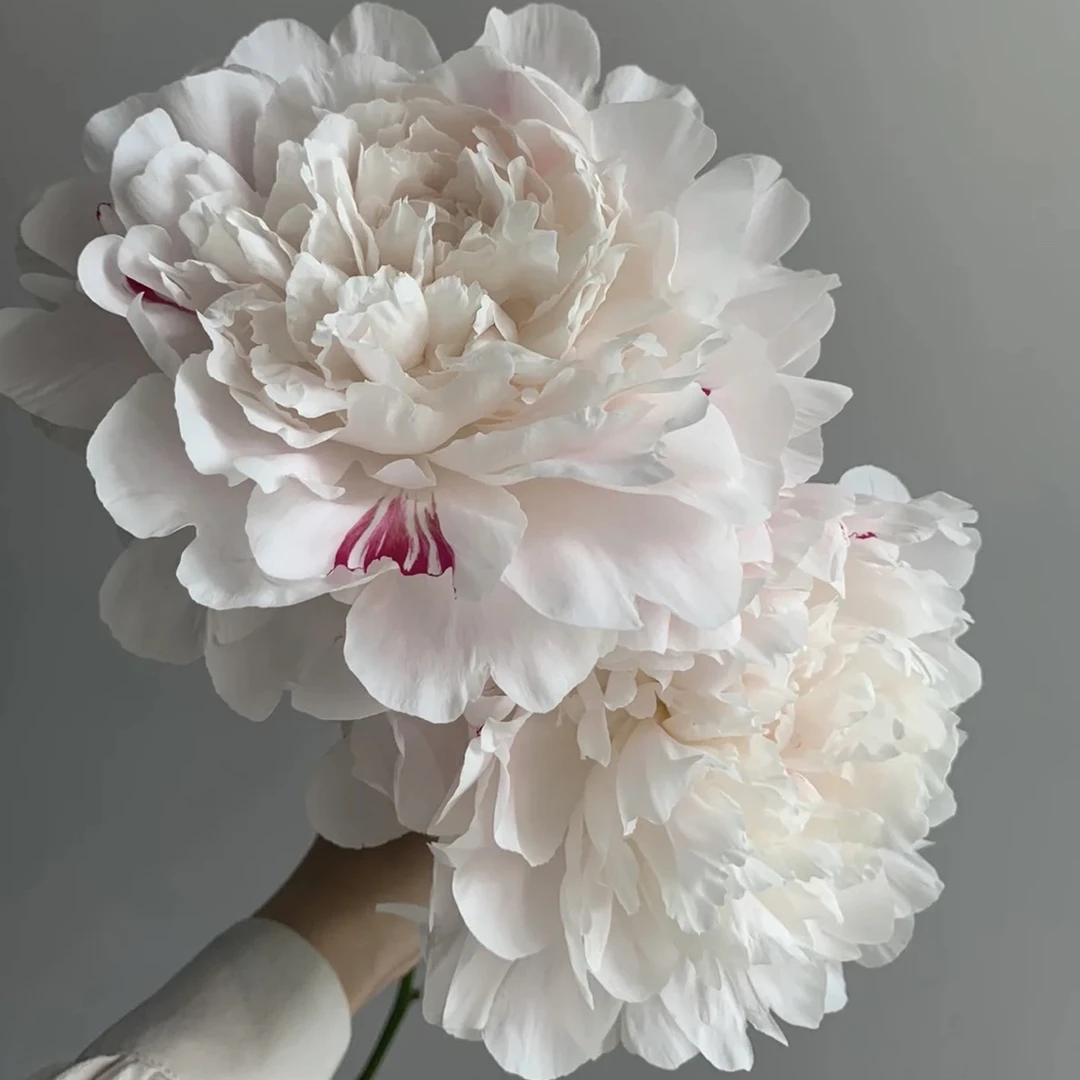 【杨妃出浴】白色重瓣观赏芍药苗菏泽基地直发秋季发货