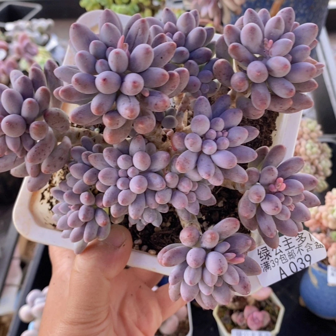 婴儿手指老桩14cm039多肉植物