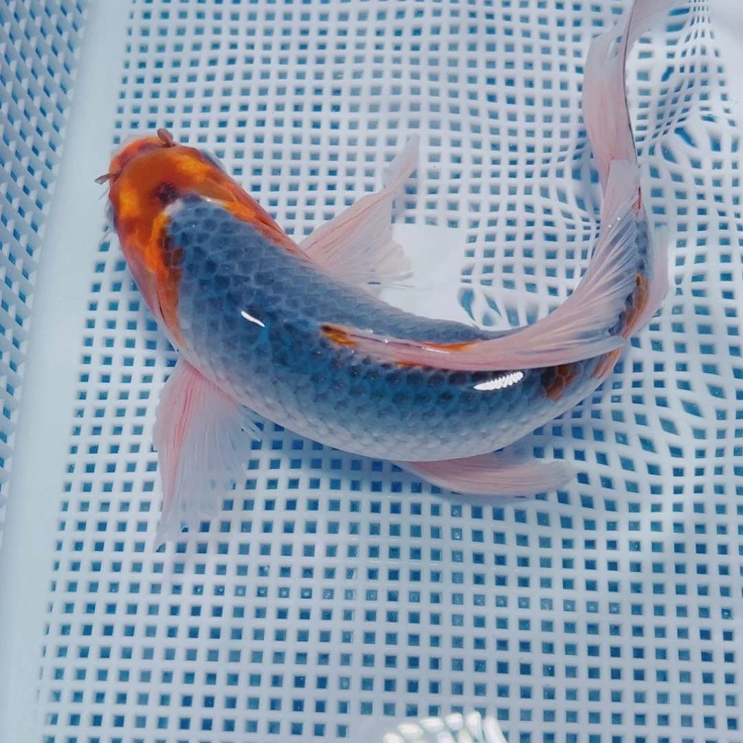 海水鱼锦鲤观赏鱼191