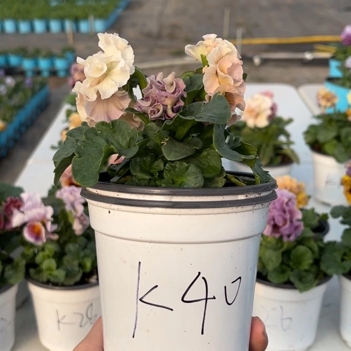 大部分花苞少量开放K40