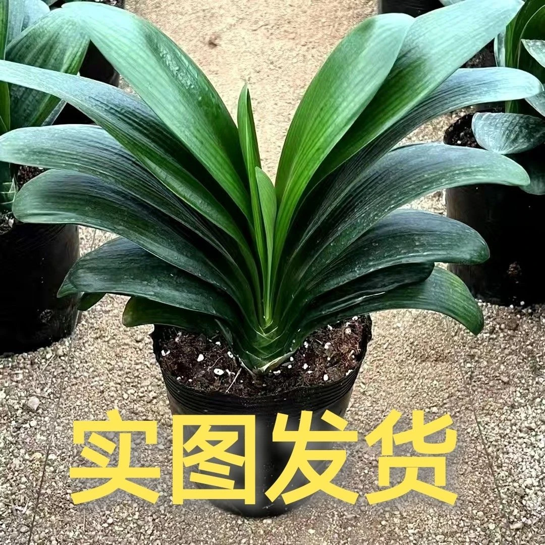 精品君子兰室内盆栽大苗室内四季长青好养花卉基地直销批发