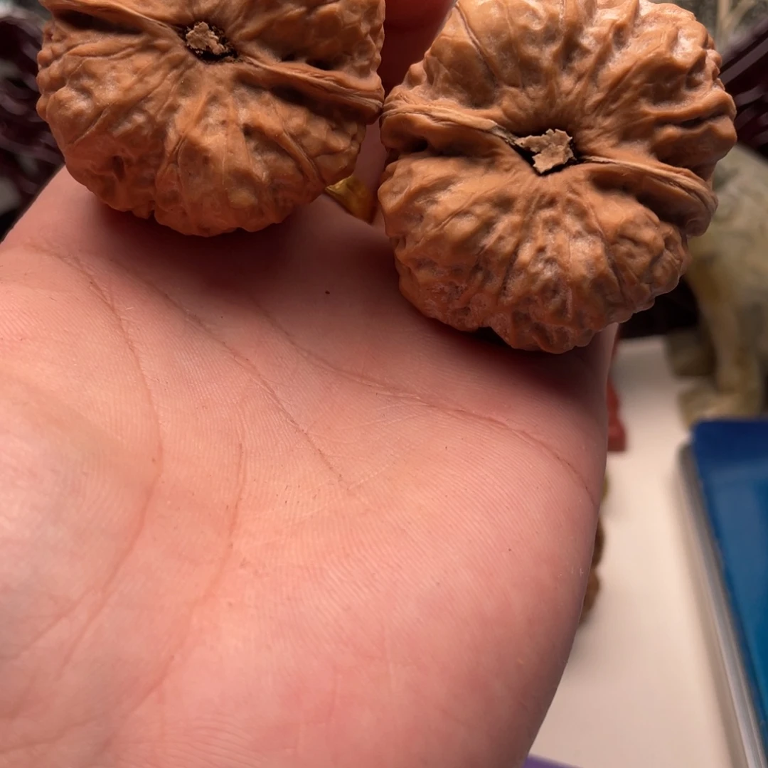 风***蓝核桃蛤蟆头文玩C31
