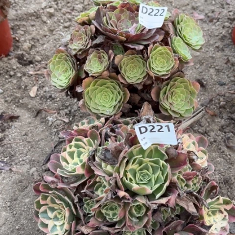 多肉植物妖月花月夜