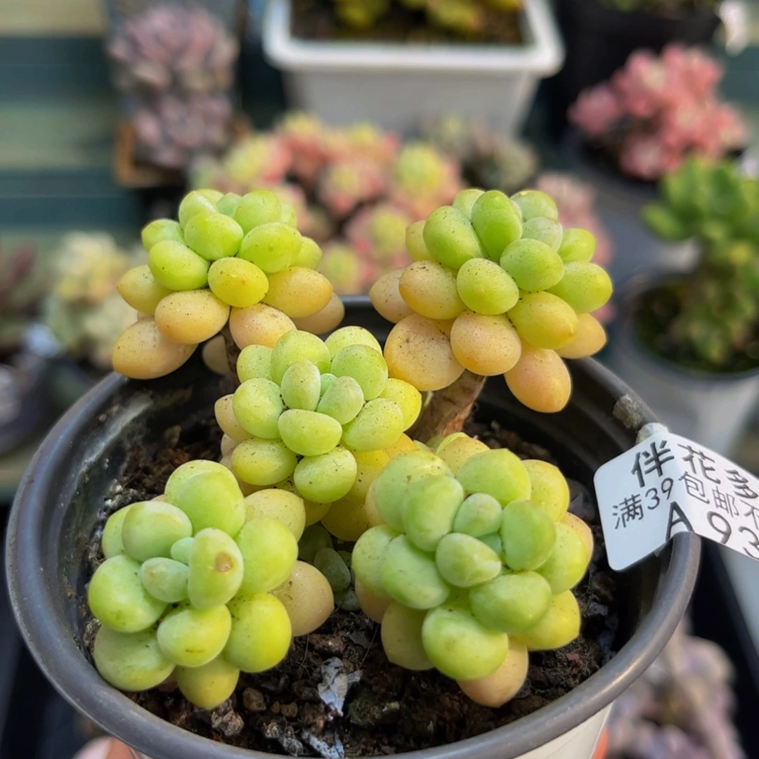 938洛可可8cm多肉