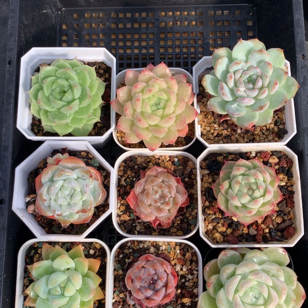 1107-11 套餐一组