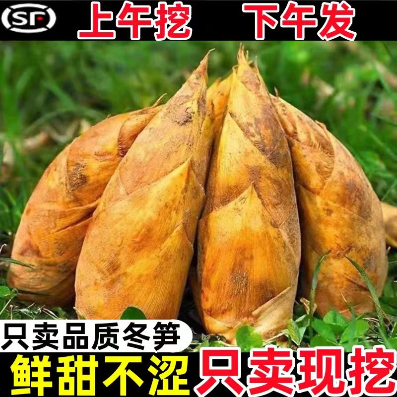 新鲜高山冬笋现挖现发浙江源头产地直发脆嫩爽口2025应季精品冬笋