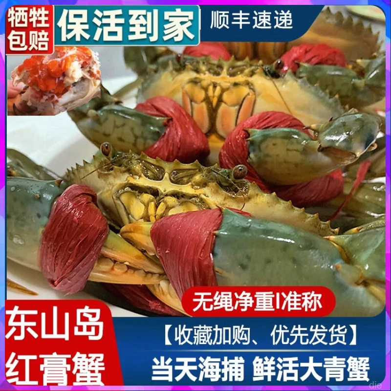 【包活】超大膏蟹8两到一斤特大红鲟青蟹红膏母蟹红膏蟹鲜活野螃蟹