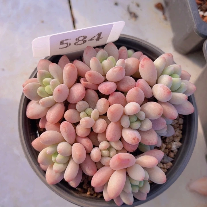 健健康康平平安安