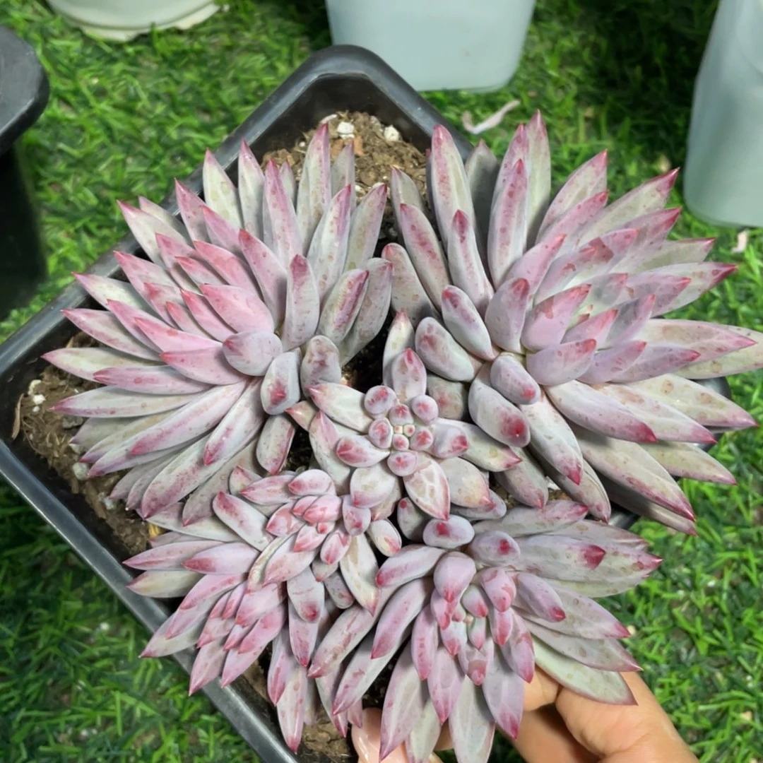 羽毛体虞美人冠幅16 公分一物一拍