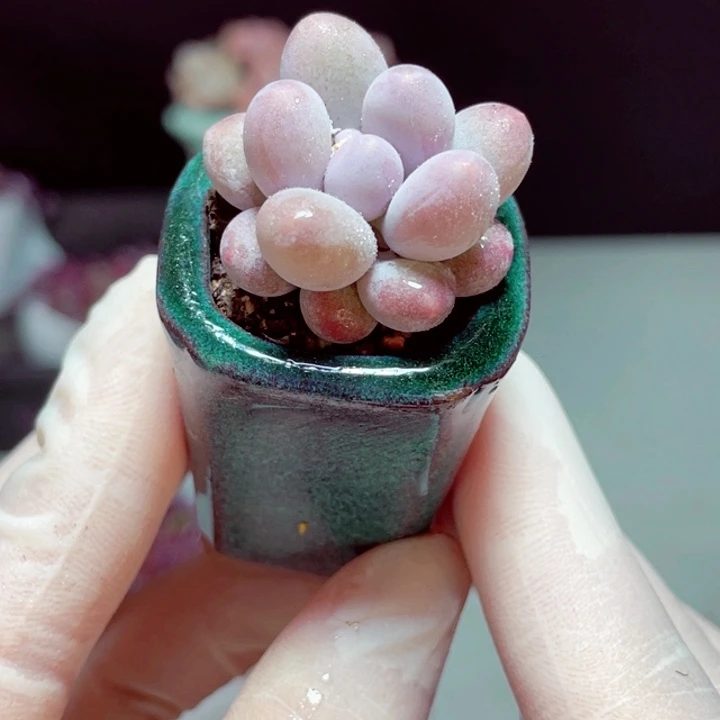 汤圆样品1颗带盆发货
