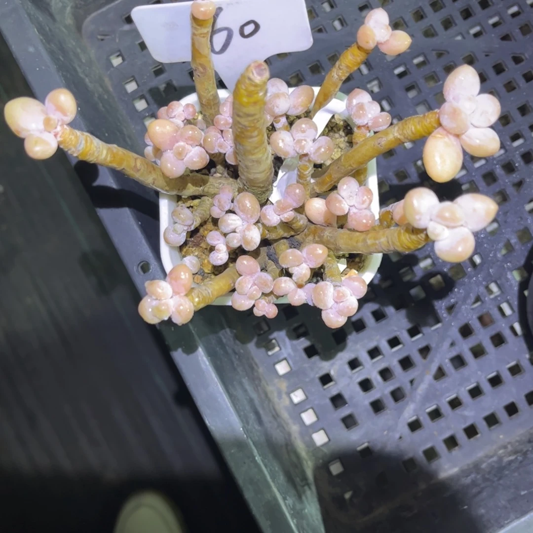 60 号小曹年度一物一拍