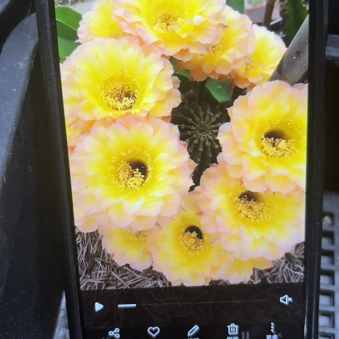 哦天堂彩侧牙20包邮仙人球45