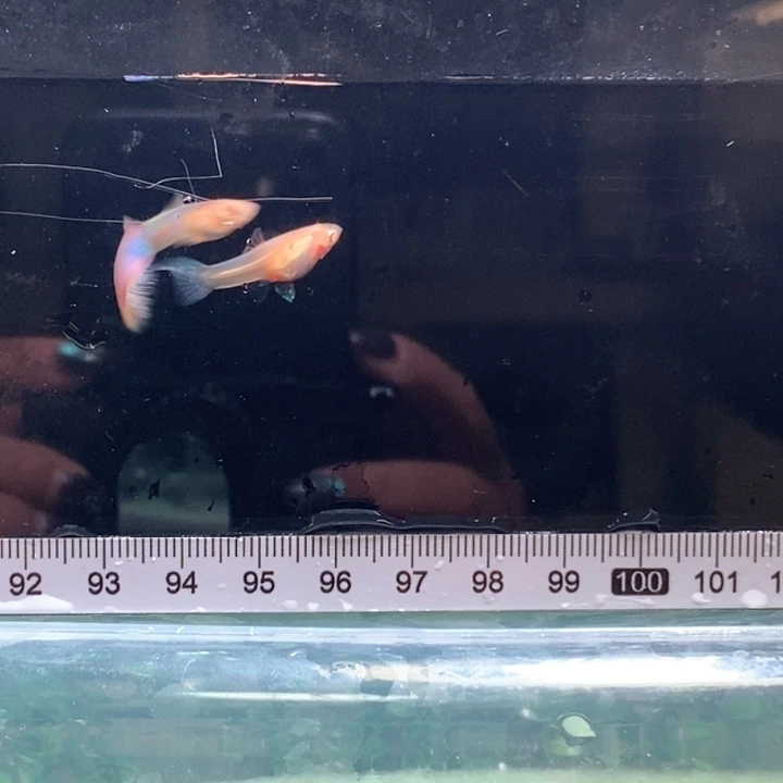 海水鱼天使彩虹般的笑容和