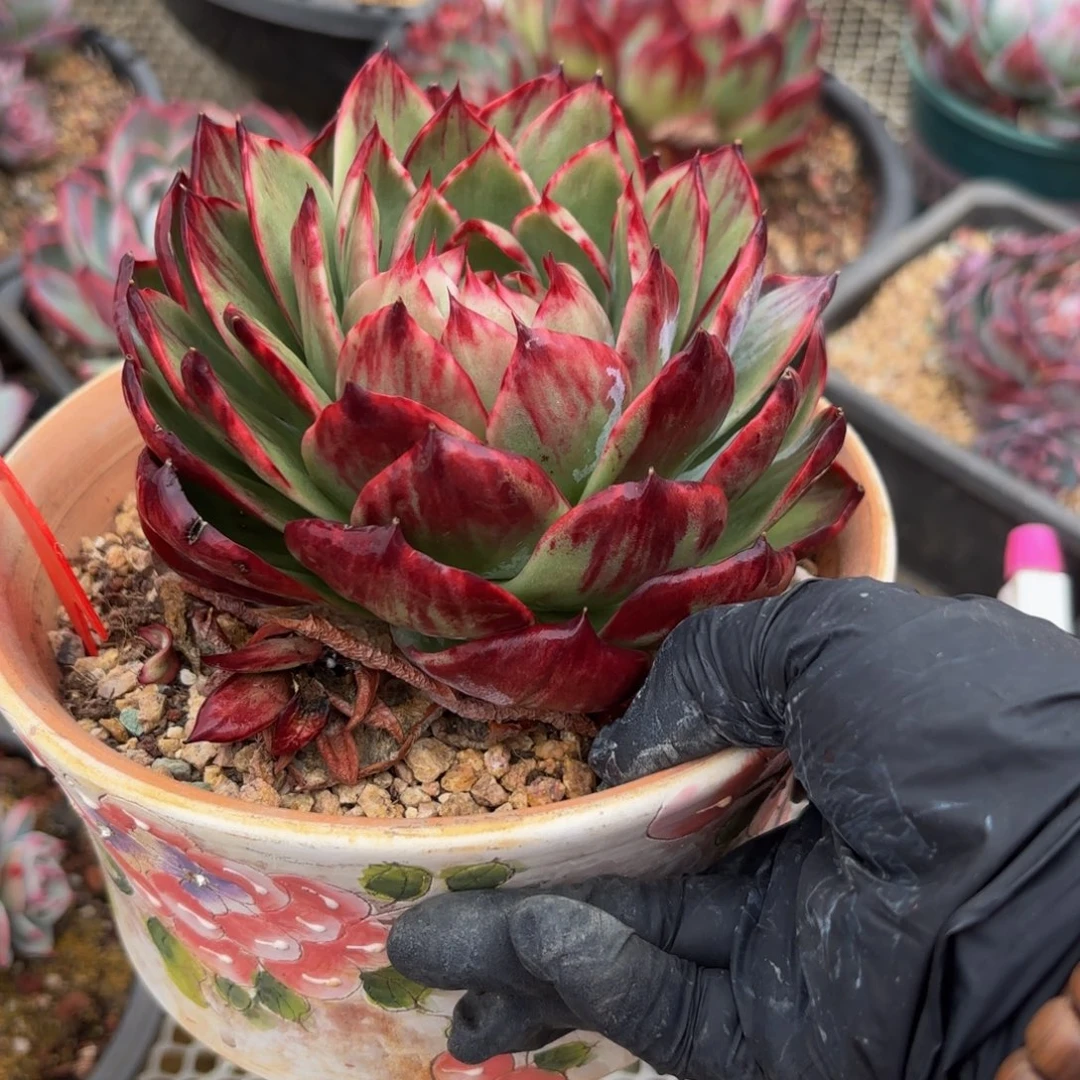 雪***落哈哈哈哈哈哈哈哈哈哈哈哈哈宝贝