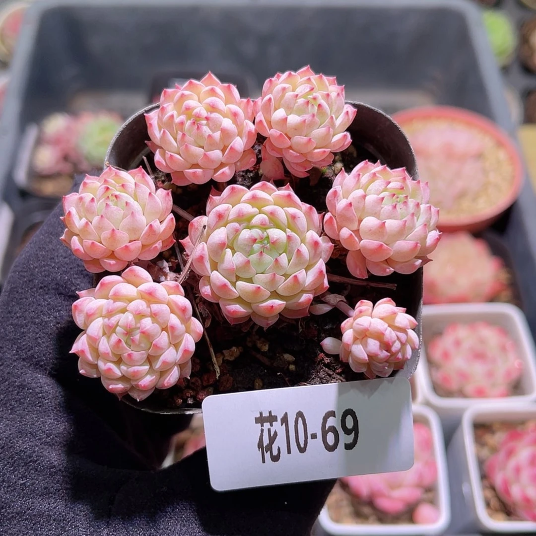 花利美10-69小粉莓