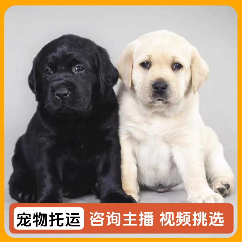 遇见它直播间挑选无血统活体狗狗一物一拍