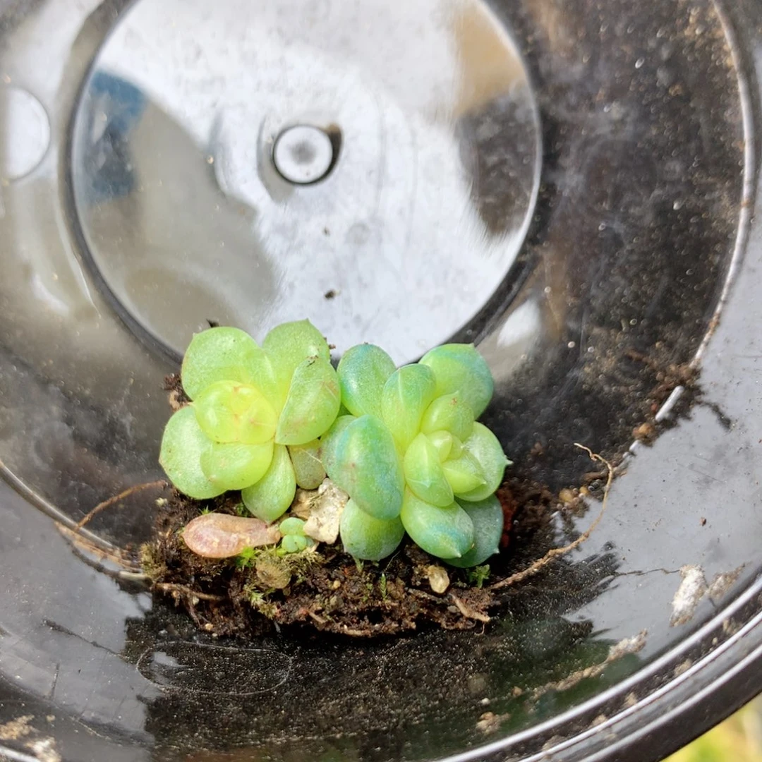 无花朵Z50秃子绿透珍妮Q42