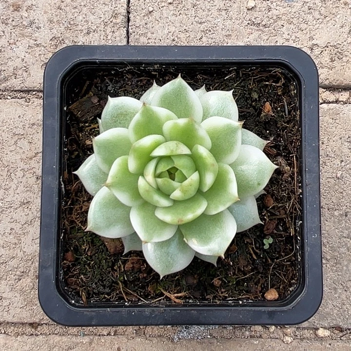 绿水晶锦一物一拍锦龙