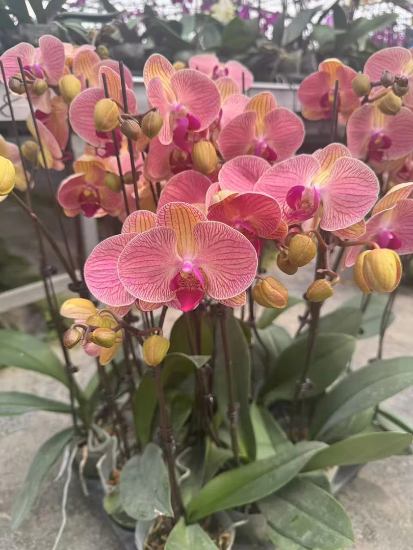 和旋【3.0寸杯】高档蝴蝶兰鲜花盆栽