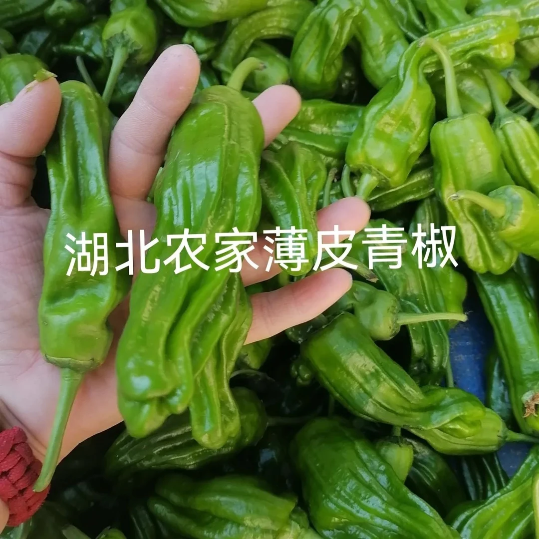 湖北新鲜薄皮青辣椒农家露天虎皮椒青椒菜椒牛角椒时令蔬菜包邮