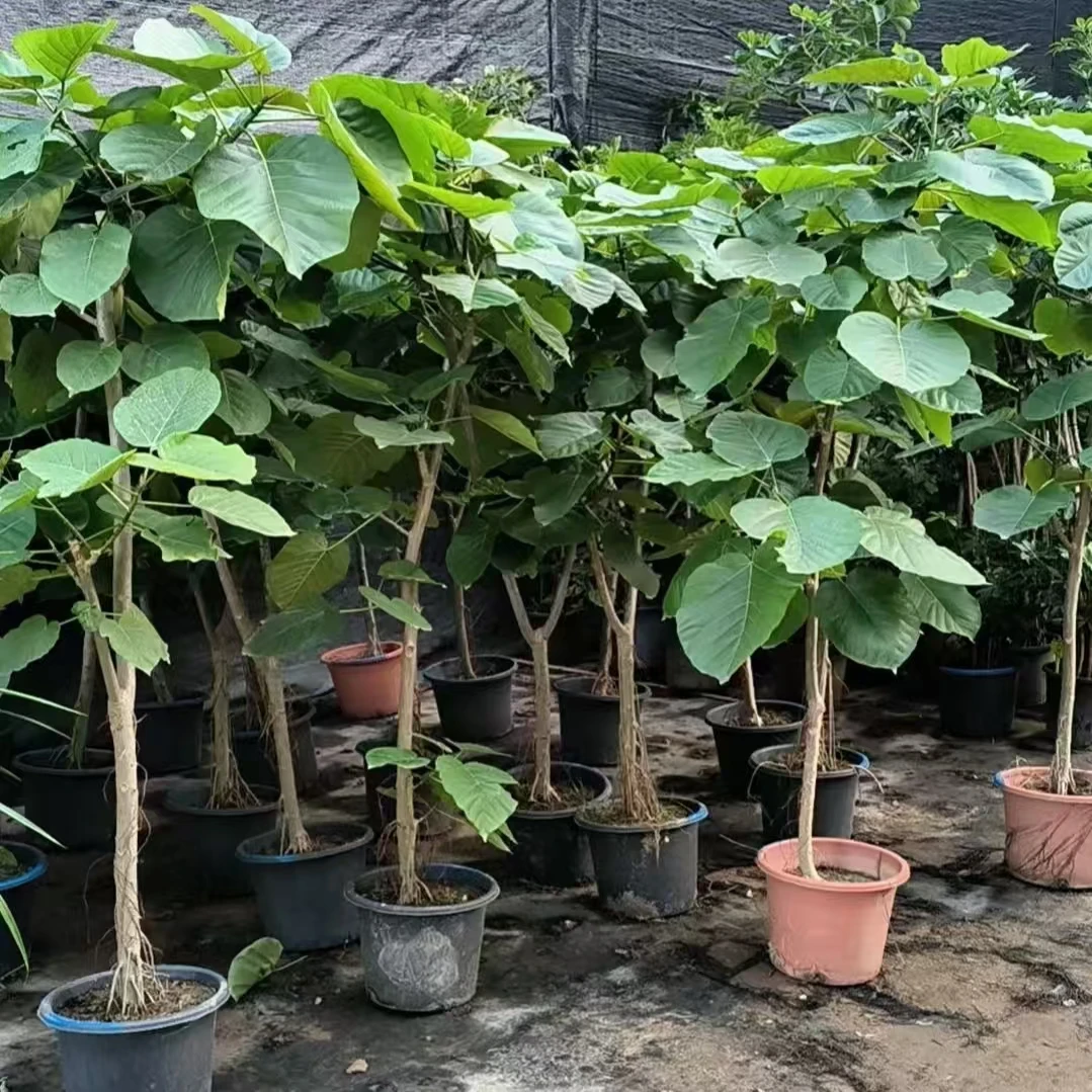 爱心榕室内大型盆栽客厅绿植四季常青净化空气内外好养网红绿植