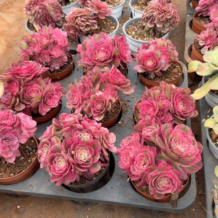 荔枝朵朵带盆土发货