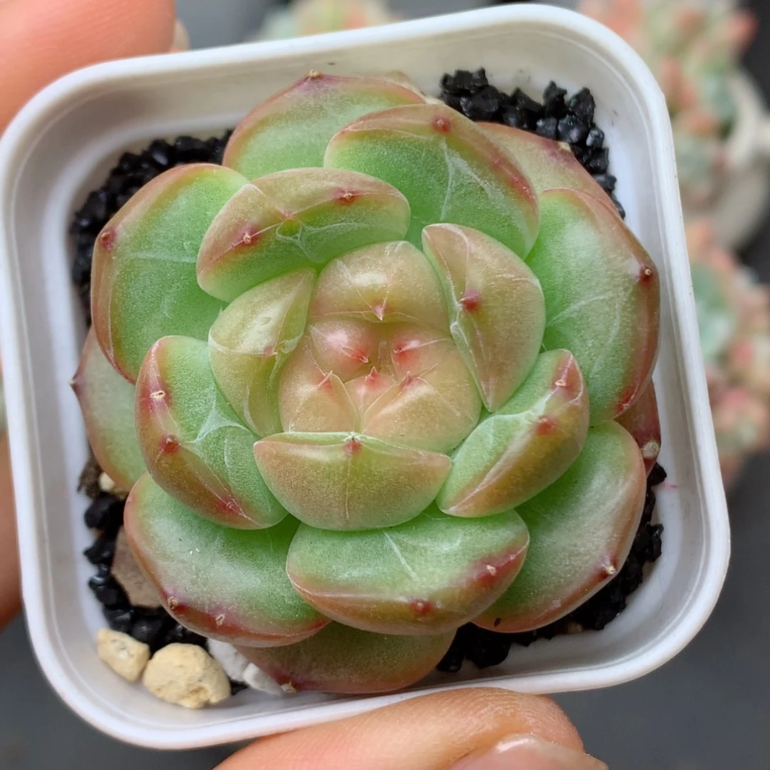 58包邮  群生不包整47